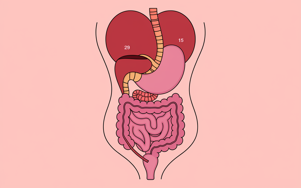 Schéma coupe abdomen femme organes